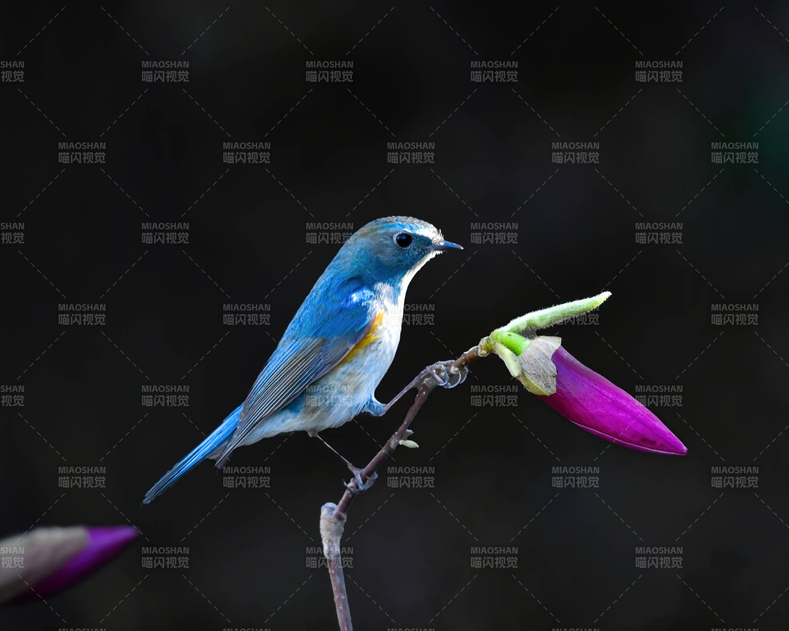 蓝鸟栖紫花 静美如画图片