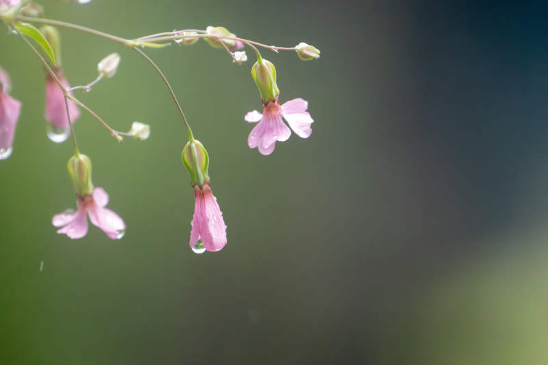 雨后粉花垂枝滴露图片