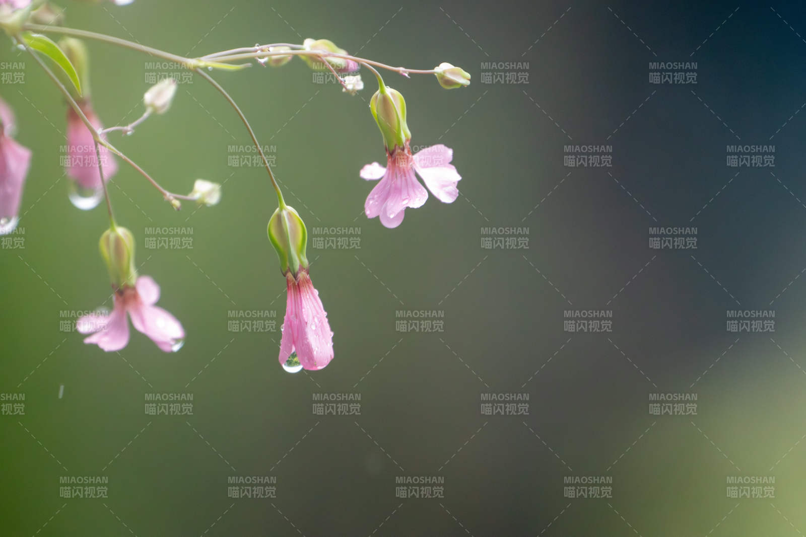 雨后粉花垂枝滴露图片