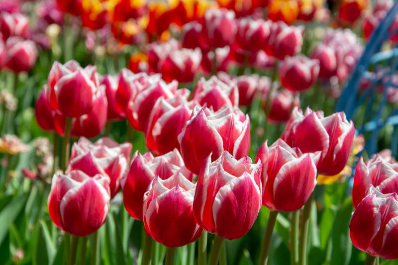 红白郁金香花海盛放图片