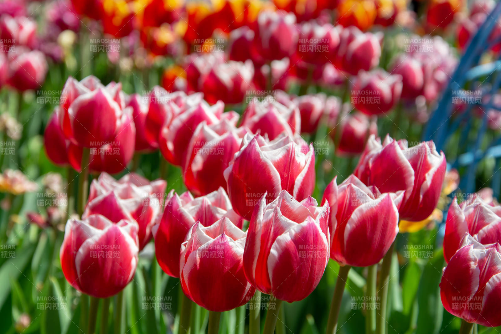 红白郁金香花海盛放图片