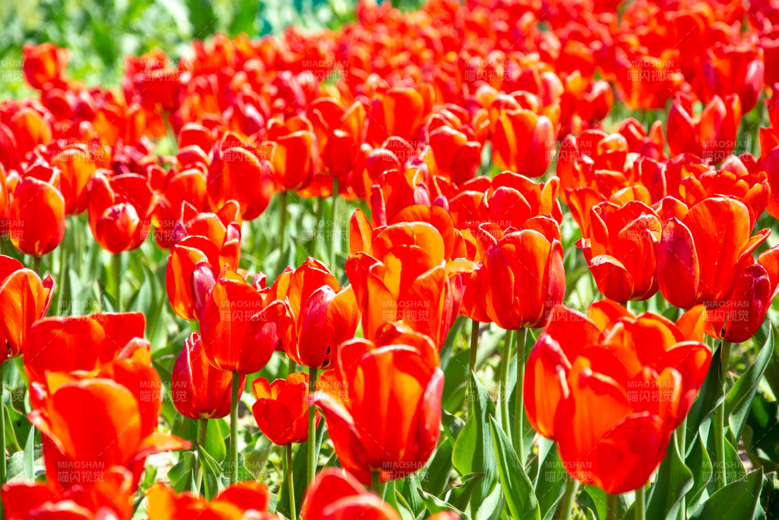 红 tulip 花海盛放图片
