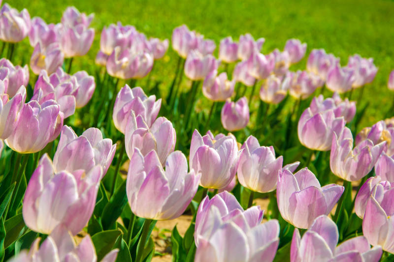 粉紫郁金香花海盛放图片