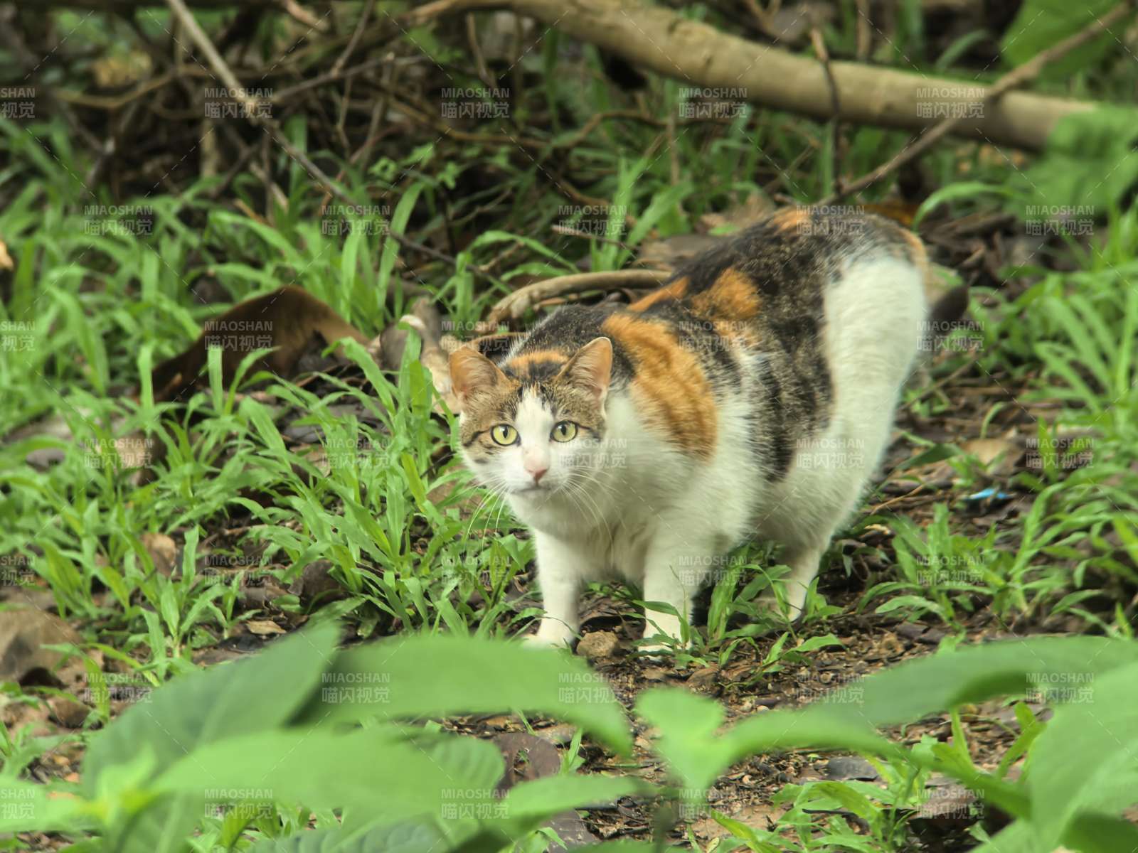 草丛中的三花猫图片