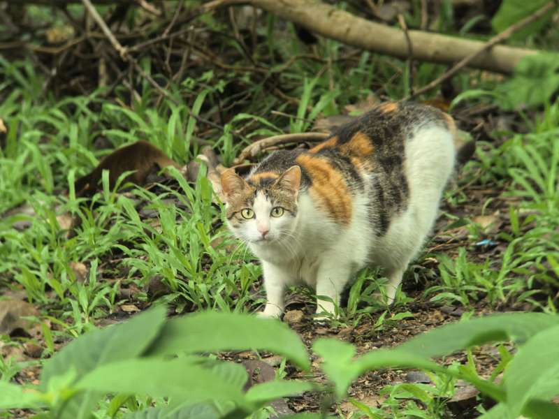 草丛中的三花猫图片