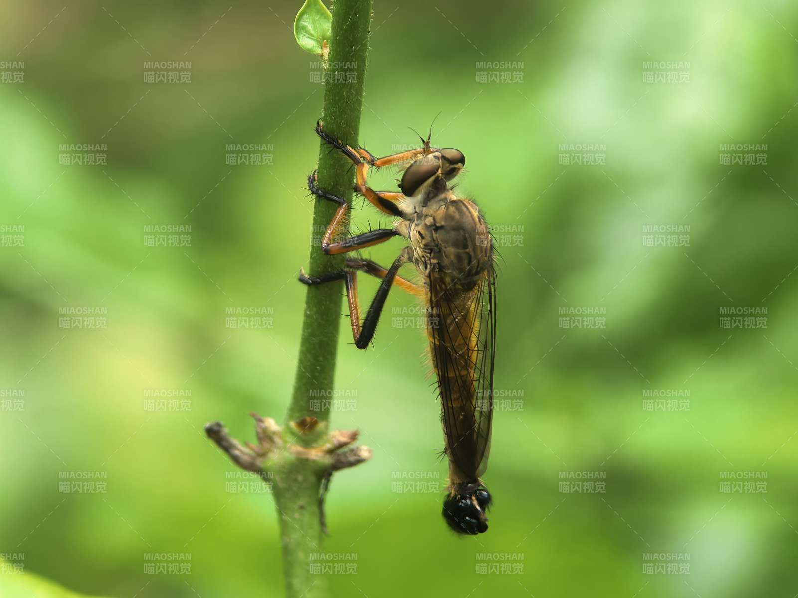 绿茎上的食虫虻图片