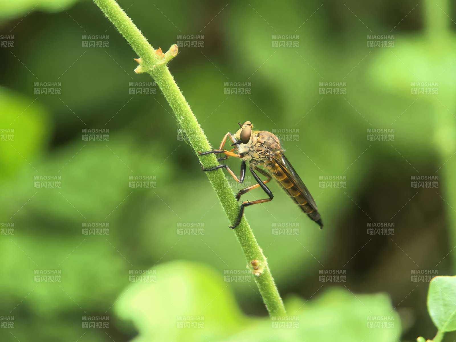 绿茎上的 robber fly图片