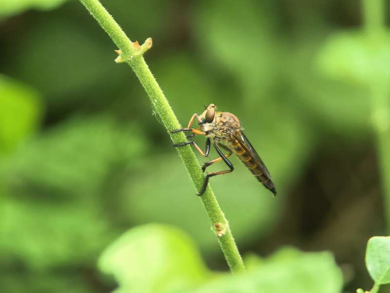 绿茎上的 robber fly图片