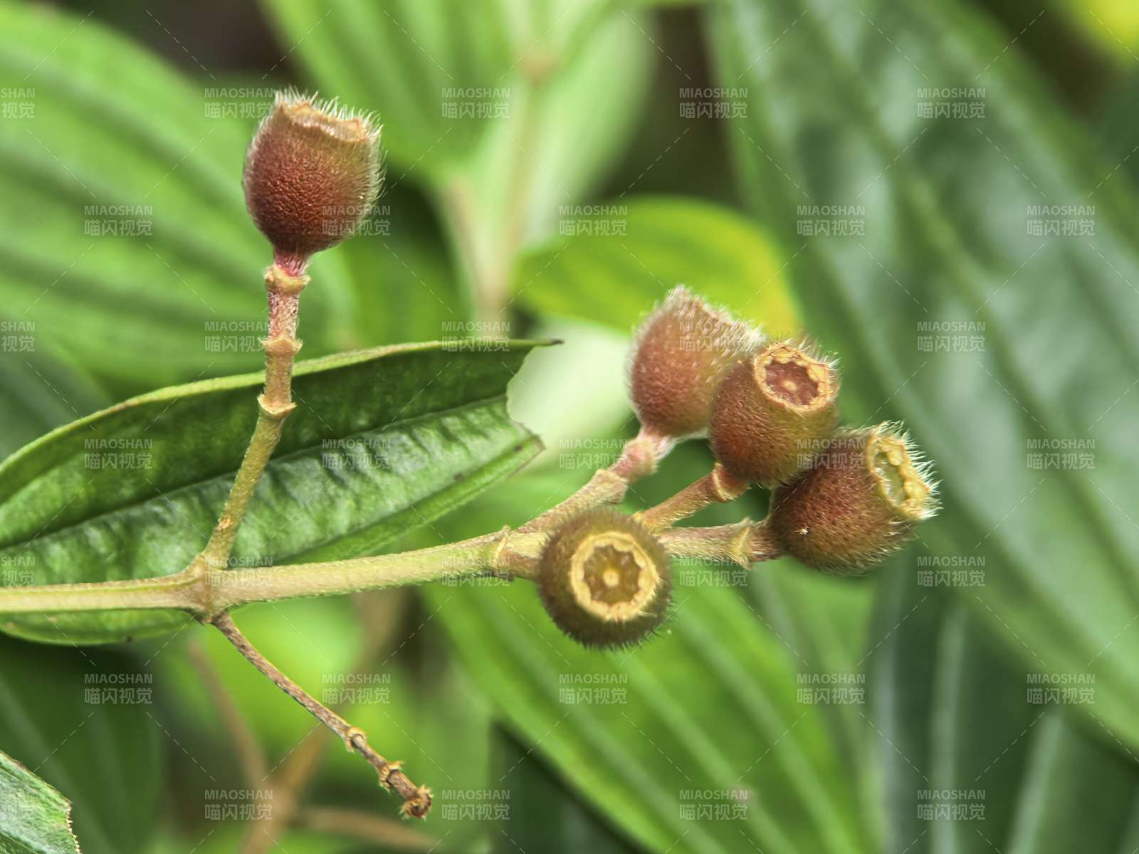 毛果野牡丹花蕾特写图片