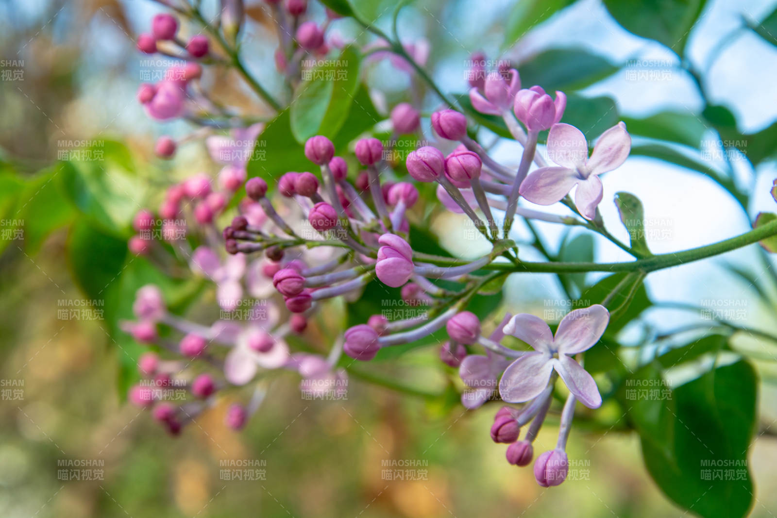 紫丁香花绽放枝头图片
