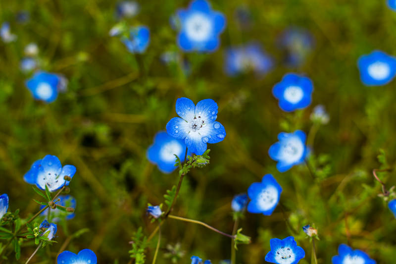 蓝花点缀绿野间图片
