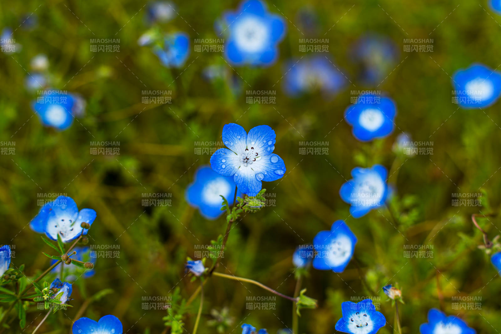 蓝花点缀绿野间图片