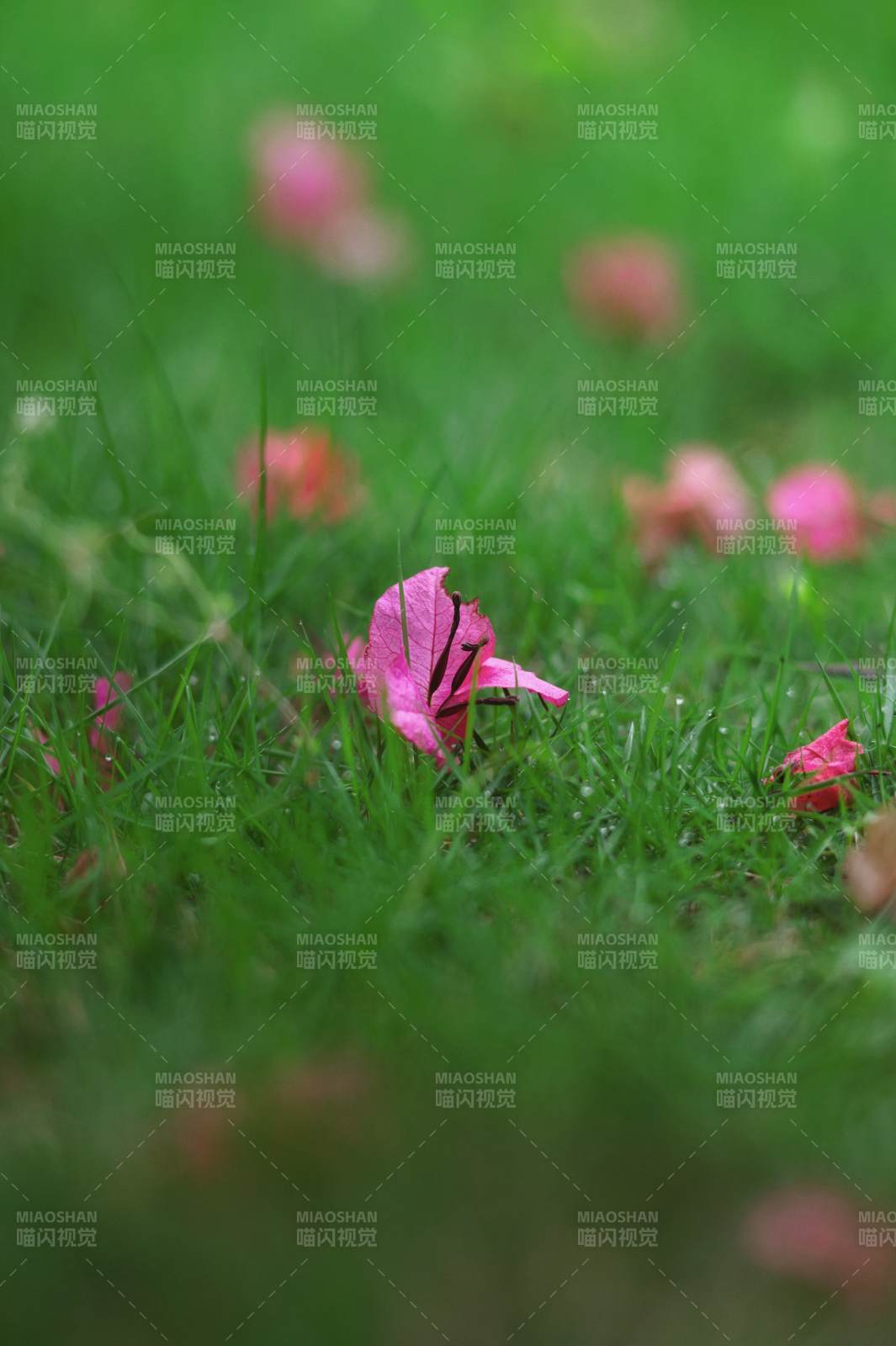 落花入草 粉黛点绿茵图片
