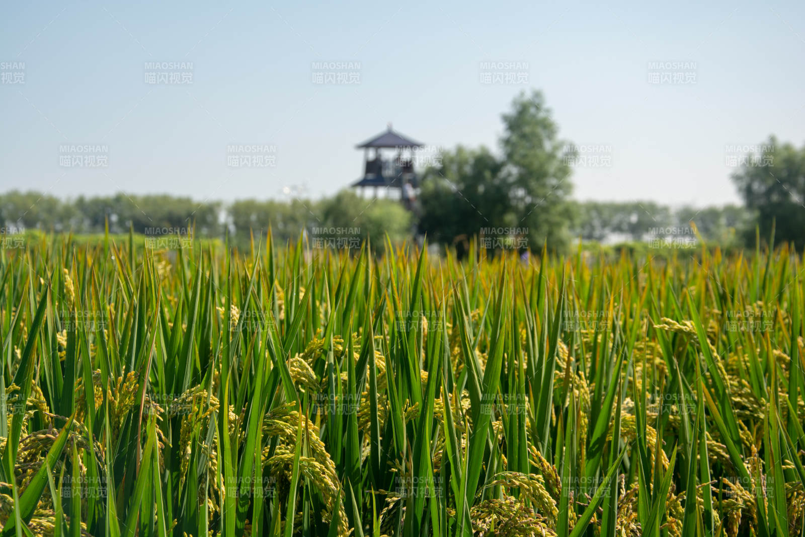 稻田望远亭 绿浪映晴空图片