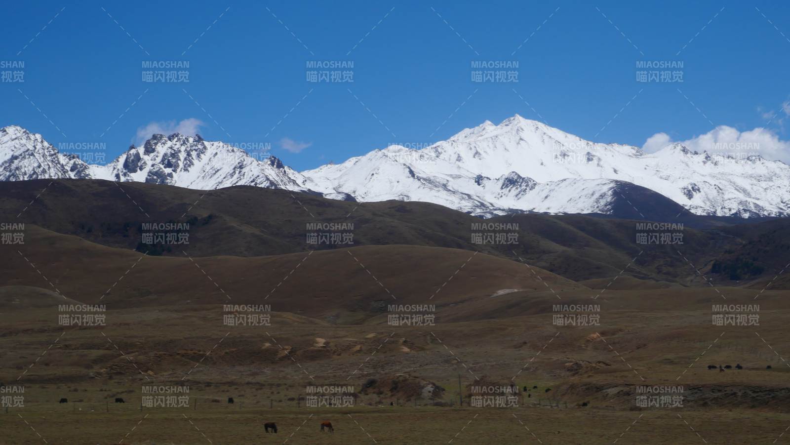 雪山草原牧马图图片