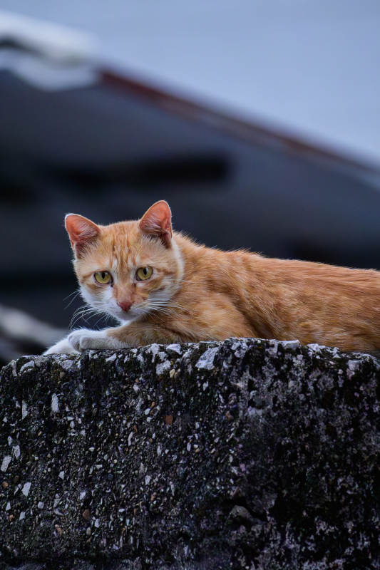 橘猫卧石上 眼神警觉图片