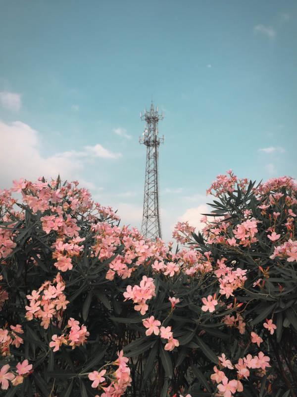 花丛中的信号塔图片