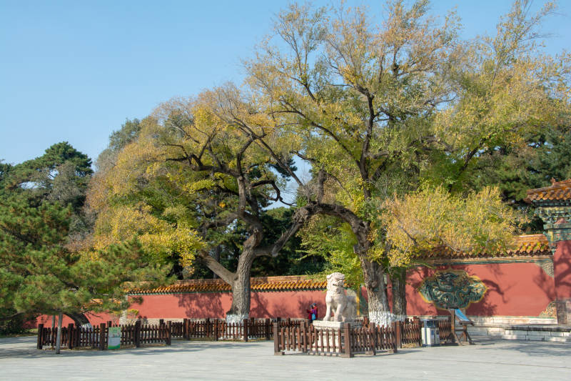 古寺秋树石狮静立图片
