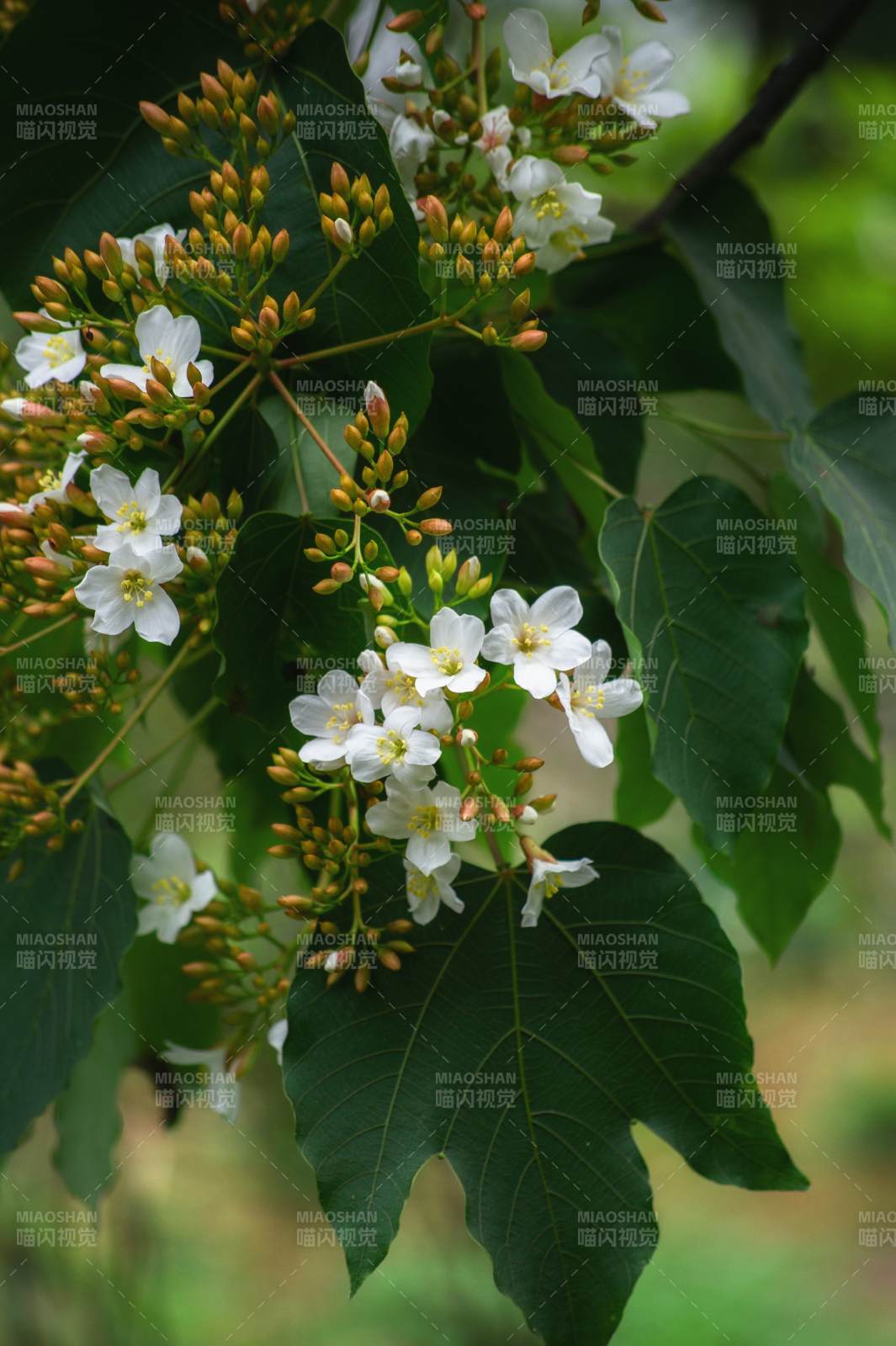 木油桐花开 绿叶衬白花图片