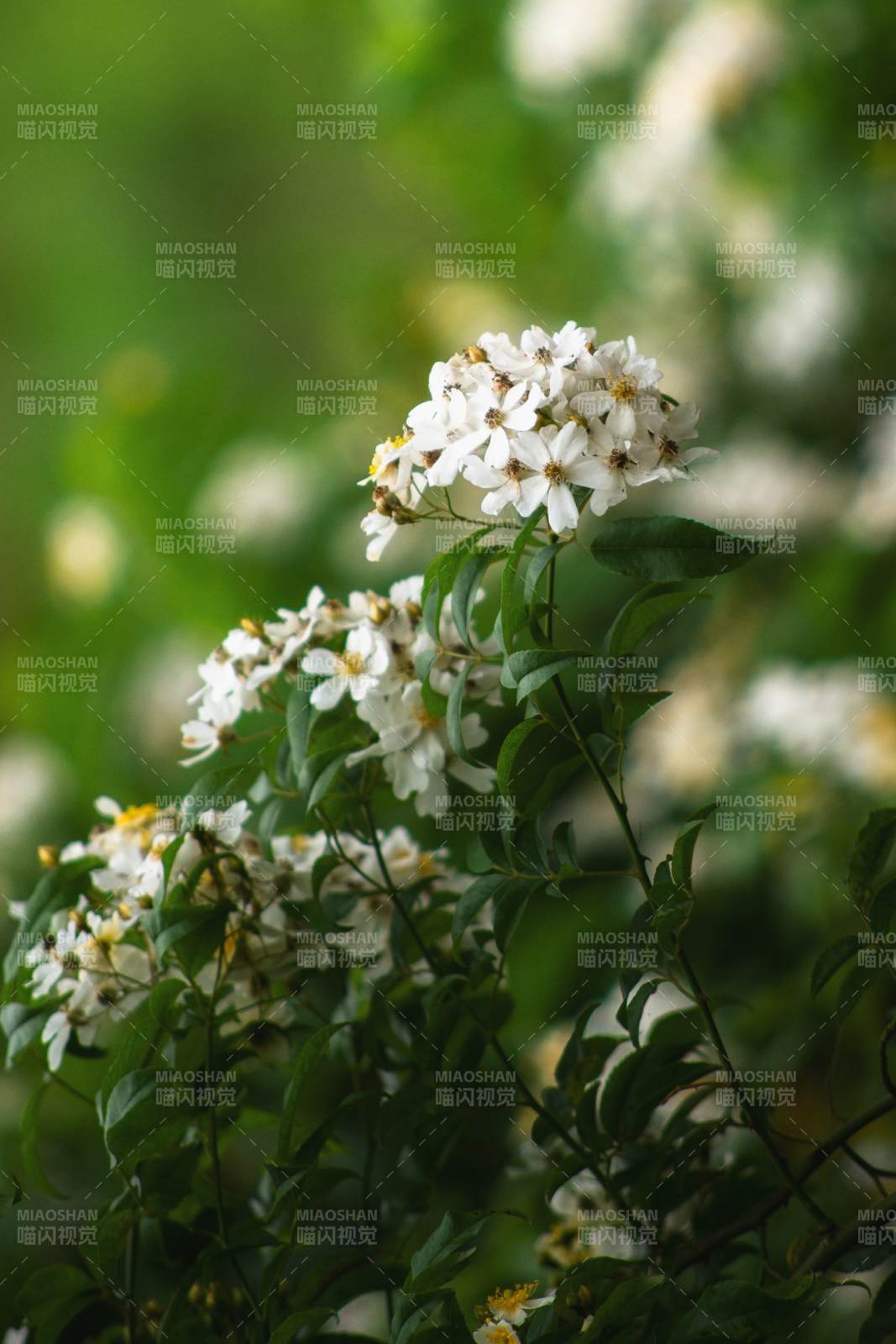 白花绿叶 自然清新美图片