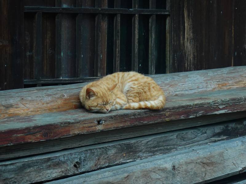 橘猫蜷睡旧木台图片