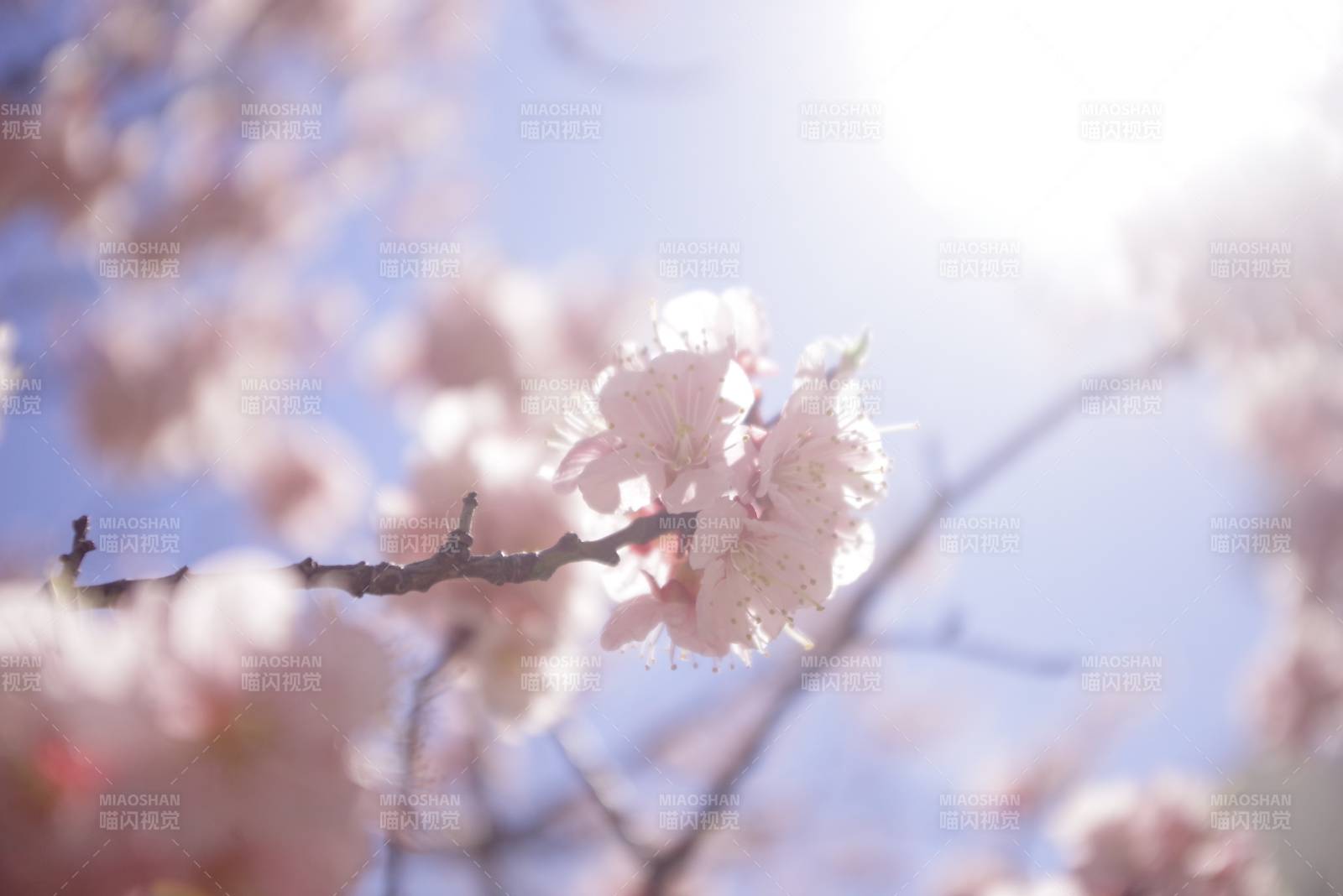 春日樱花映暖阳图片