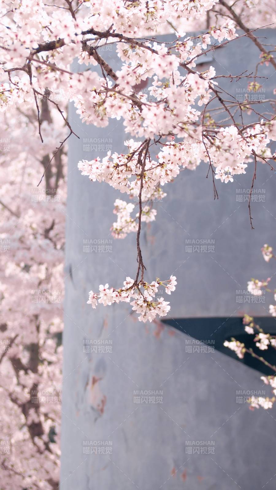 樱花垂枝映灰墙图片