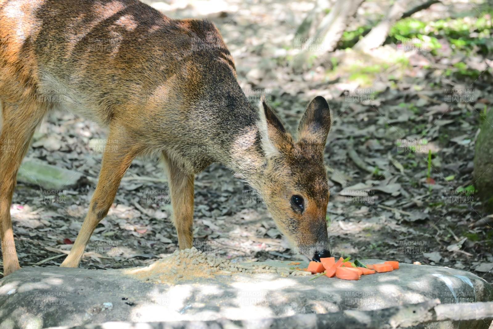 林间小鹿低头吃胡萝卜图片