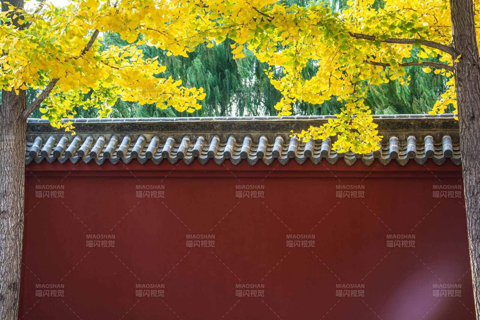 红墙黄叶秋意浓图片