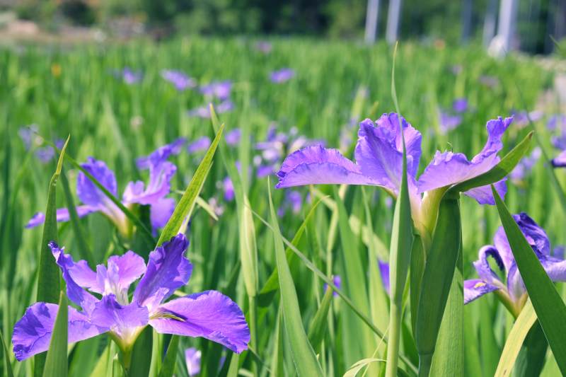 紫鸢尾花海绽放图片