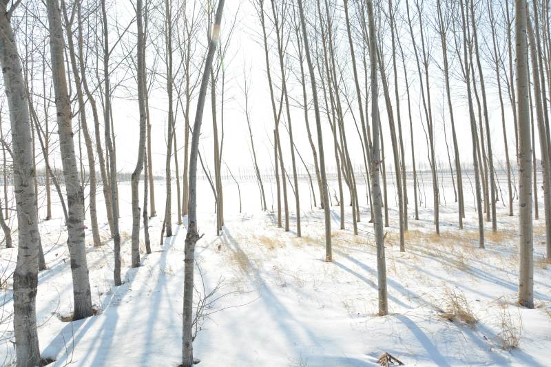 雪林静影 冬日白桦径图片