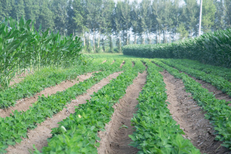 田间绿植成行 生机盎然图片