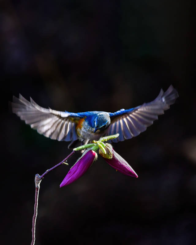 蓝鸟振翅栖紫花图片