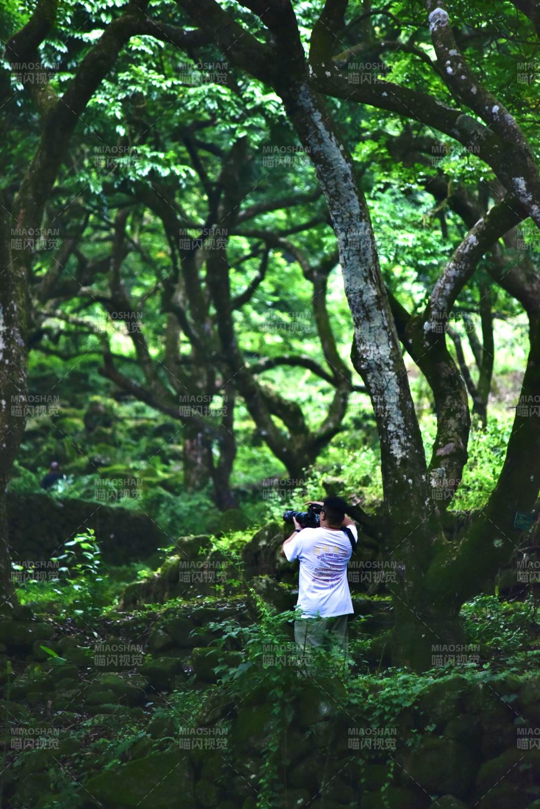 林间摄影师 绿意盎然中取景图片