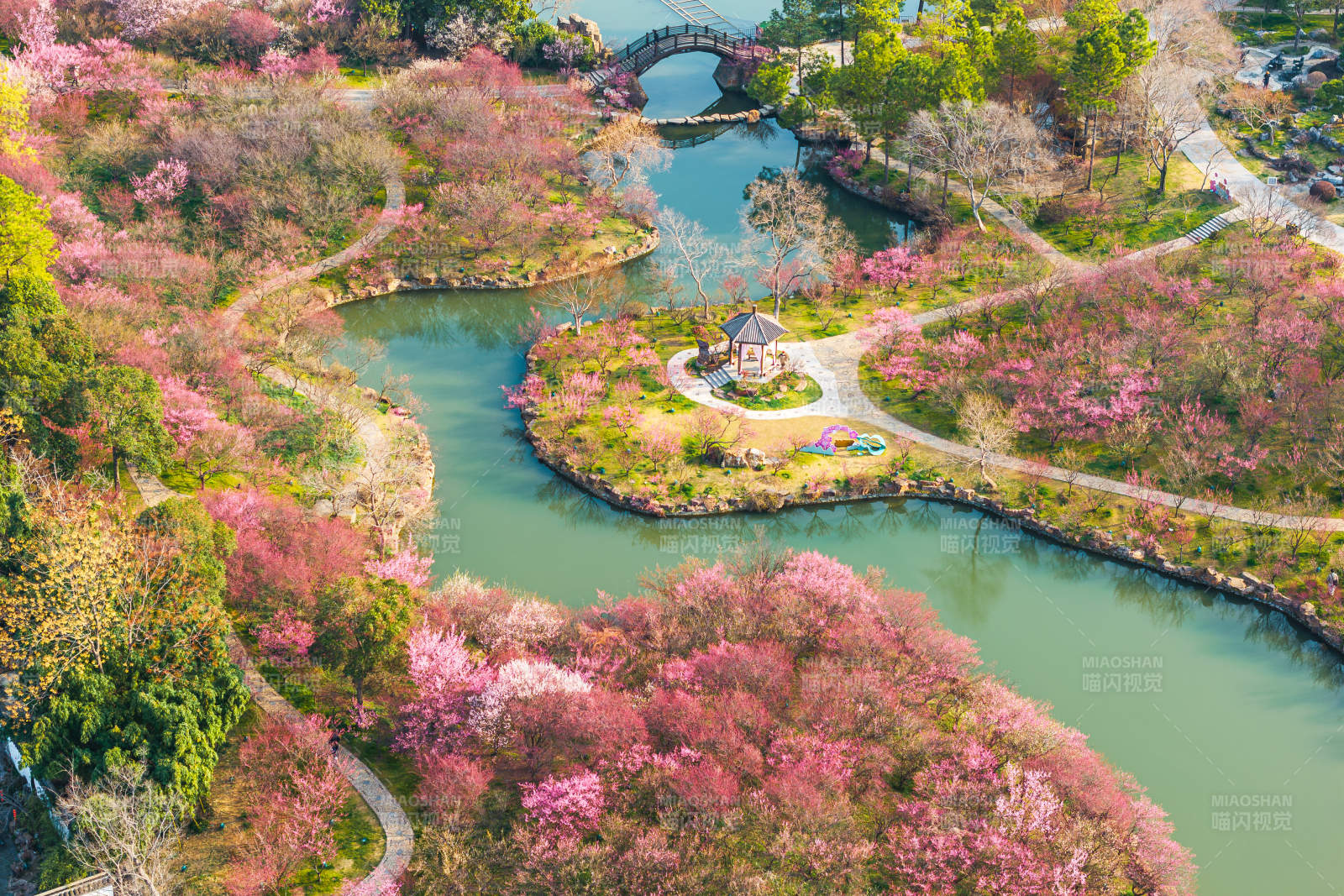 樱花环绕的湖心亭景图片