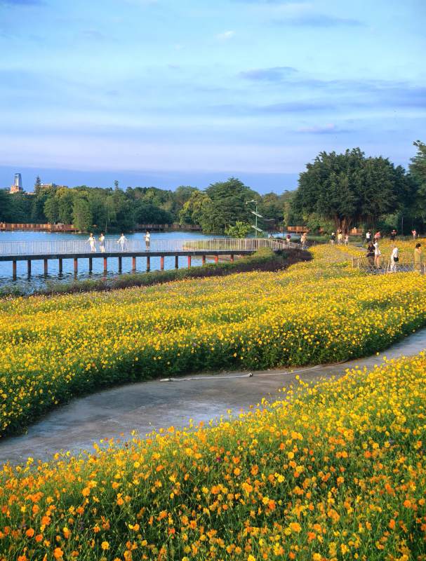花海栈道 湖光春色醉人图片