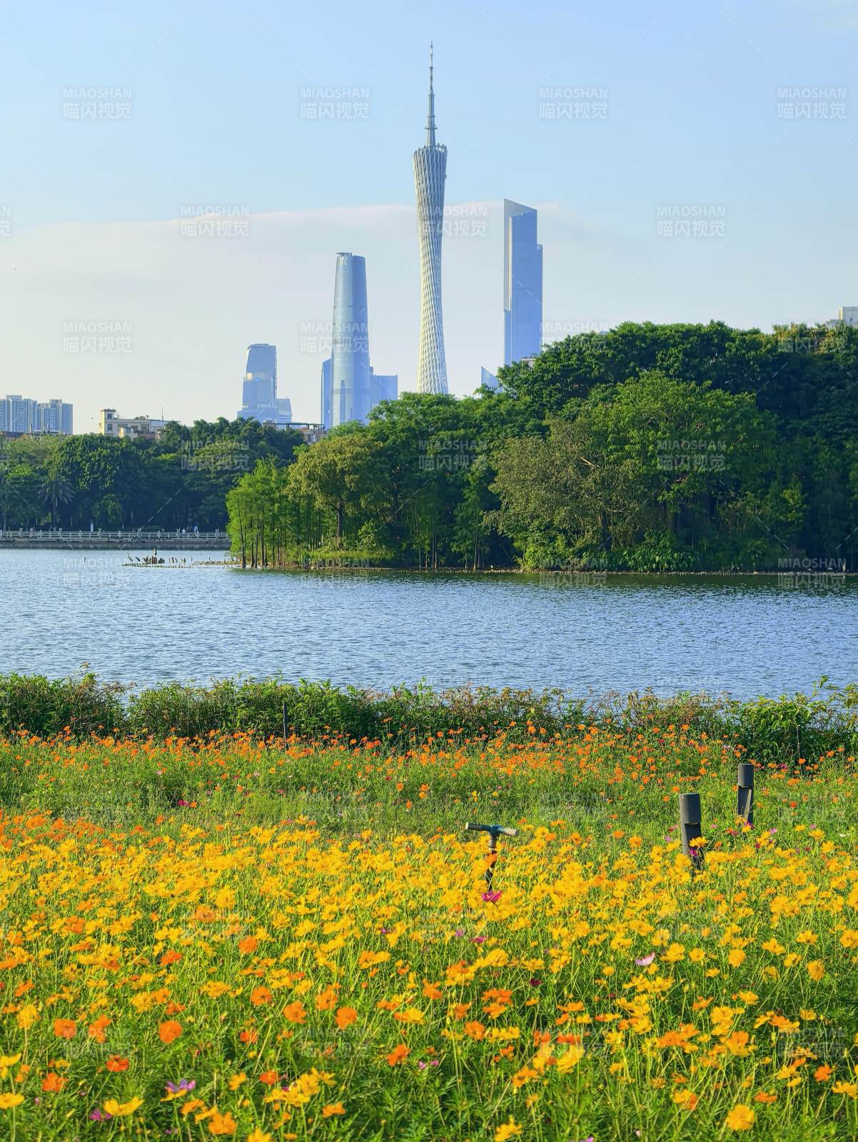 花海映衬广州塔美景图片