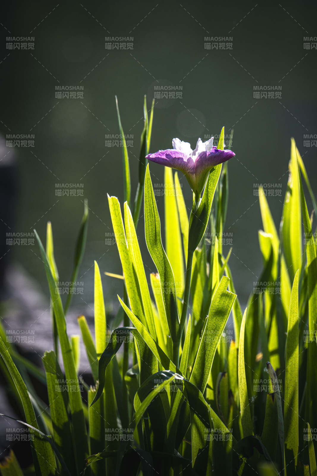 紫花绿叶 阳光轻抚图片