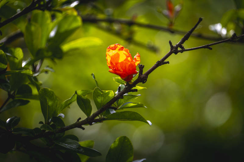 枝头橙花映绿意图片