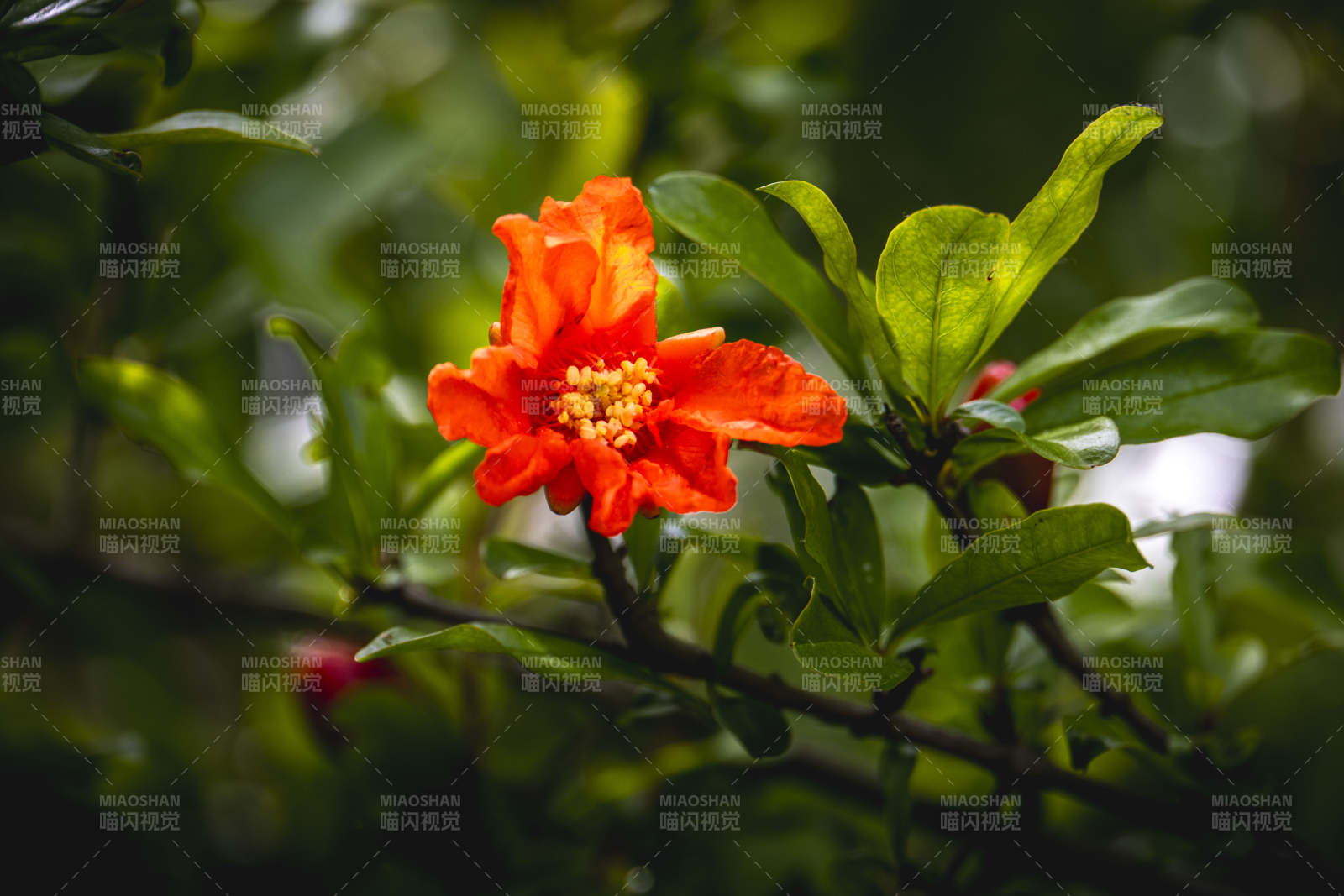 石榴花绽放 红艳映绿叶图片