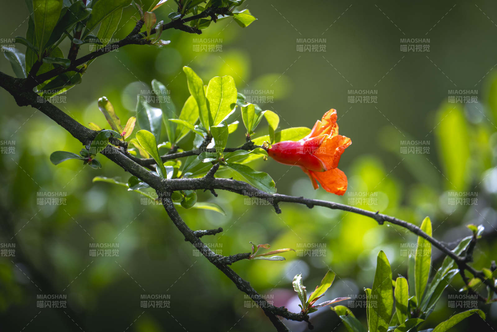 枝头橙花映绿叶图片