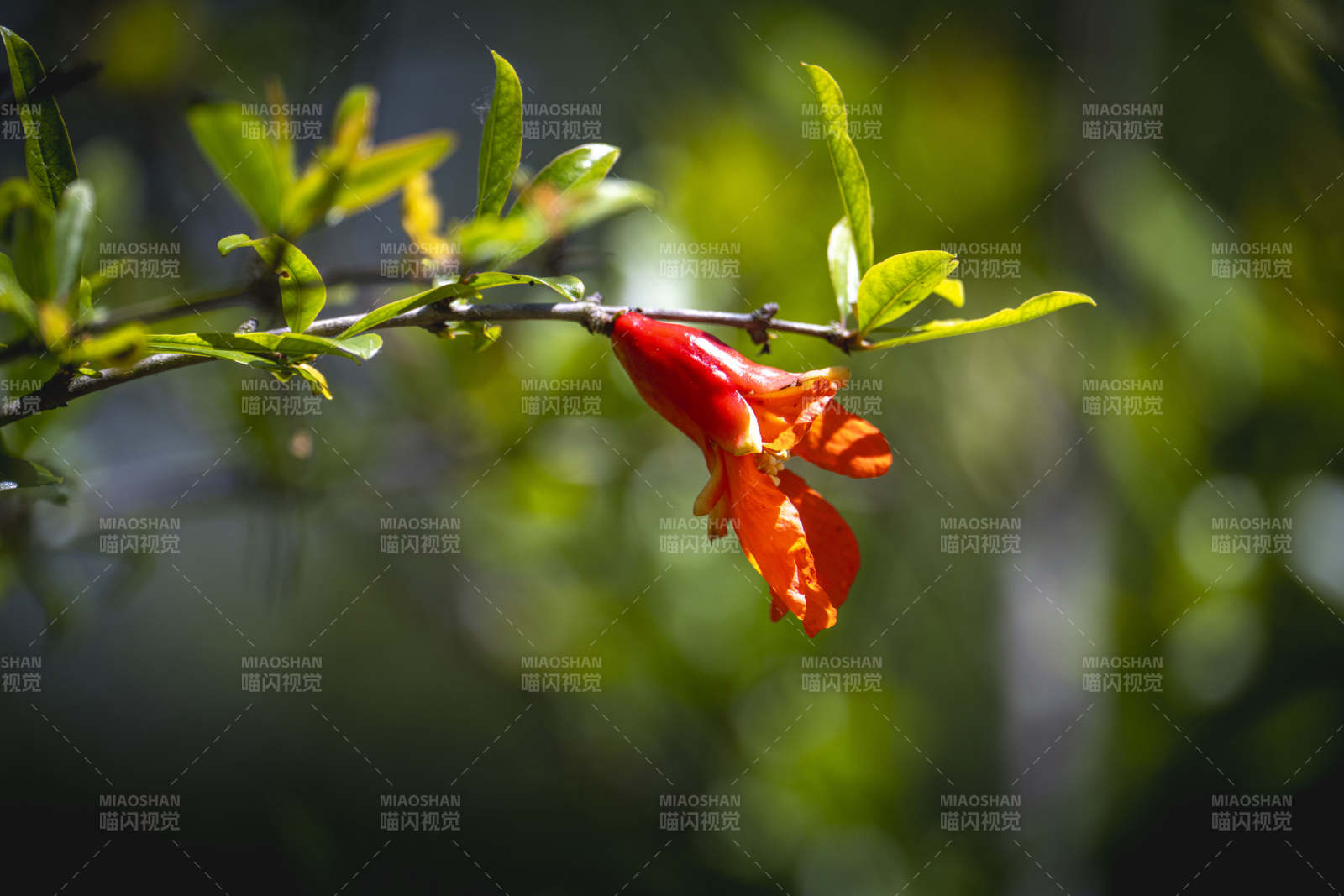 石榴花绽放枝头图片