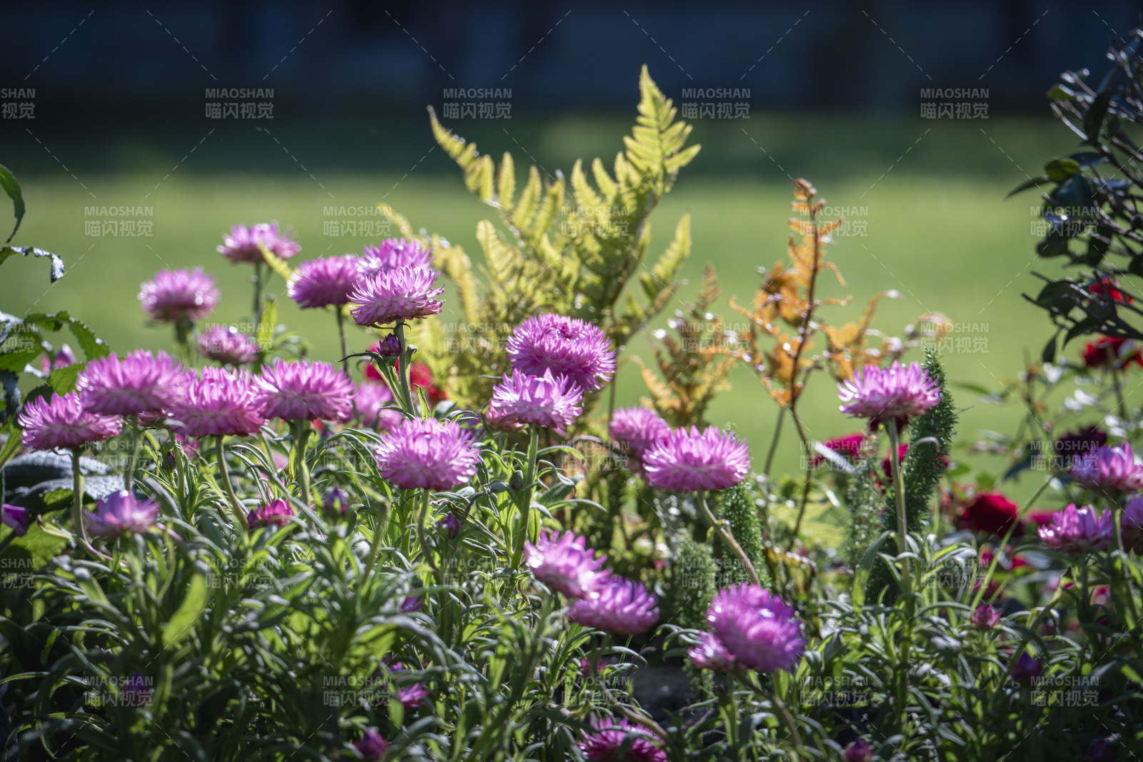紫花蕨影 阳光花园景图片
