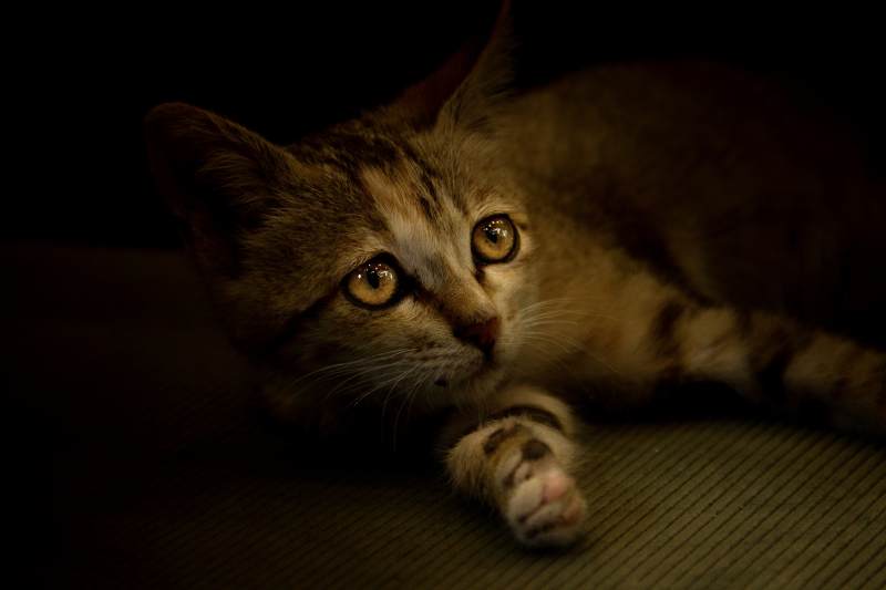 暗光中凝视的虎斑猫图片