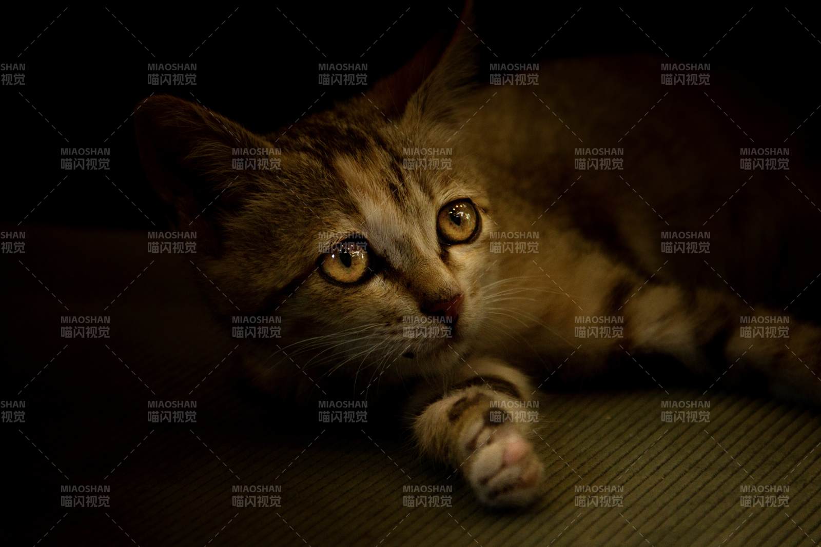 暗光中凝视的虎斑猫图片