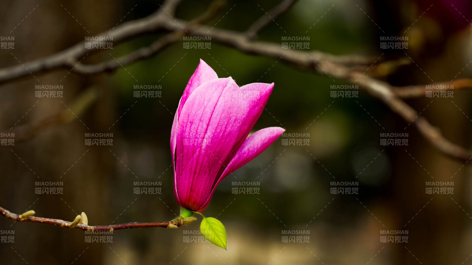 紫玉兰初绽 春意悄然来图片