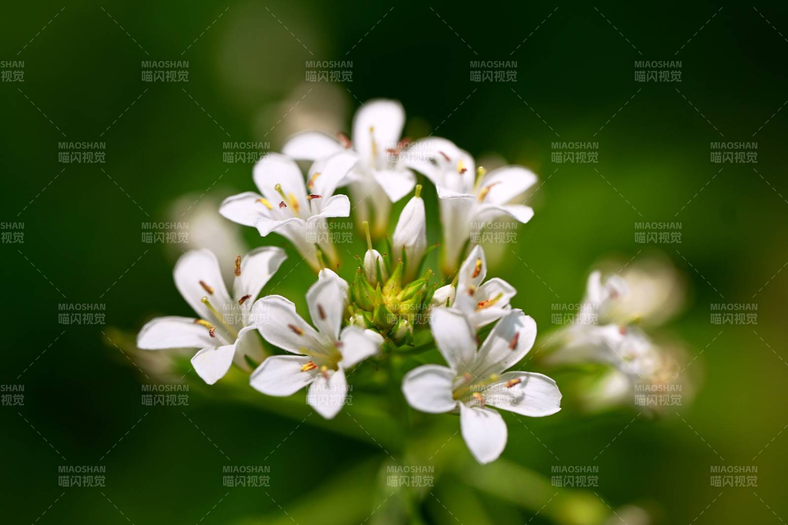 小白花簇 绿意朦胧背景图片