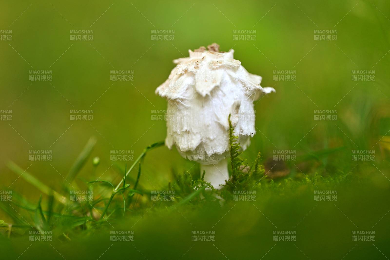草间白菇 自然之趣图片
