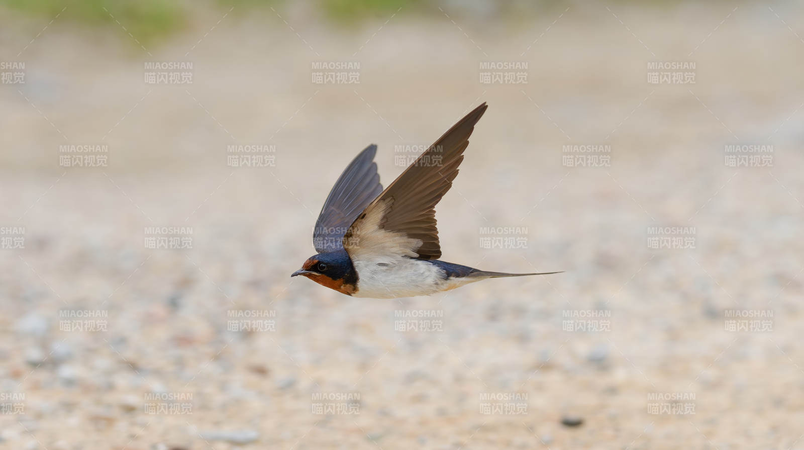 燕子低飞掠沙地图片