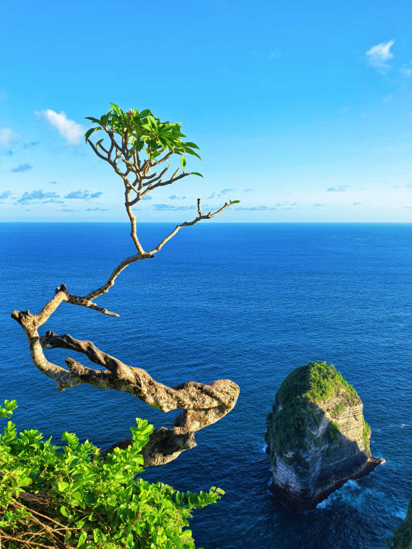 印尼  钻石沙滩 海崖孤树 碧浪环绕图片